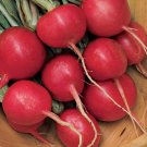 Red Globe Radishes Seed,  50 seeds #IEB35