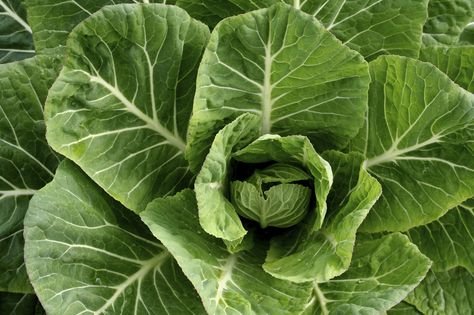 Vegetable Collards Green Kale 50 Seeds, easy to grow #IEB35