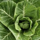 Vegetable Collards Green Kale 50 Seeds, easy to grow #IEB35