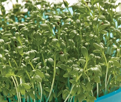 Vegetable Seeds   Curled Cress  Micro  green, 50 seeds #IEB35
