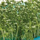Vegetable Seeds   Curled Cress  Micro  green, 50 seeds #IEB35