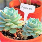 White  Waterproof Plant Labels Garden Row Label Stake  10 Seed    #IEB35
