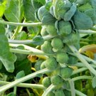Vegetable seeds Brussels Sprout  50 seeds, easy to grow    #IEB35