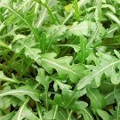 50 vegetable seede Arugula Lettuce      #IEB35