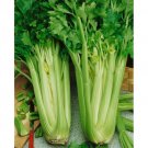 750 vegetable seeds Celery   #IEB38