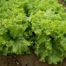 300 Green Lettuce Seeds Xa Lach     #IEB38