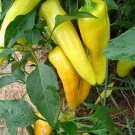 30 seeds Hungarian Yellow Wax Hot Pepper    #IEB38