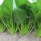 250 vegetable seeds   Spinach Mustard Tendergreen  #IEB38