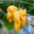 Yellow Habanero Lemon Hot Pepper 30 Seeds  #IEB38
