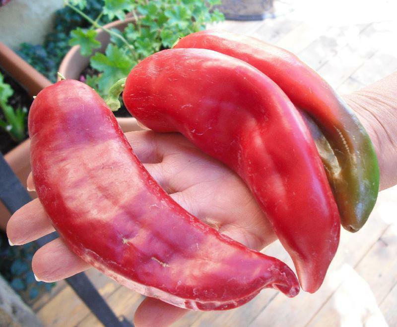Giant Big Jim Mild Hot Pepper 30 Seeds . easy to grow IEB38