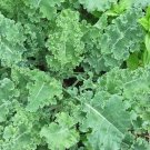 350 vegetable seeds Dwarf Siberian Kale, easy to grow   #IEB38