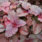350 Seed Red Garnet Amaranth Edible     #IEB38