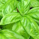 200 vegetable seeds  Italian Large Leaf Basil    #IEB38