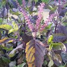 Thai Red Holy Basil   Krishna Tulsi   Ocimum Sanctum 450 seeds #IEB38
