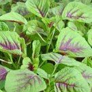 350 Seeds Red Amaranth   Chinese Spinach Amaranth  Yin Cho or Callaloo   #IEB38