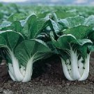 Pak Choi White Stem Cabbage 350 Seeds, easy to grow    #IEB38