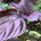 Red/Purple Perilla  Japanese Basil Shiso 350 Seeds #IEB38