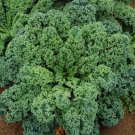 500 vegetable seeds Kale Blue Curled Scotch   #IEB37
