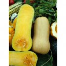 15  Squash  Butternut  Vegetable  seeds  #IEB37