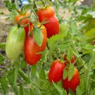 15 Seeds Tomato San Marzano    #IEB37