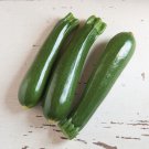 Vegetable Seed Squash  Zucchini Dark Green 15 seeds  #IEB37