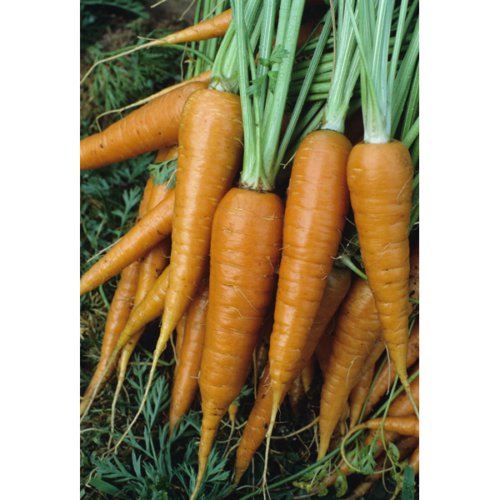 100 Vegetable Seed Carrot, Danver's Half Long   #IEB37