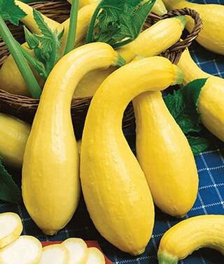 15 Vegetable Seed Squash Golden Summer Crookneck   #IEB37
