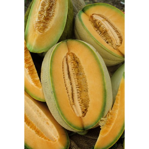 15 Vegetable Seed Cantaloupe    #IEB37
