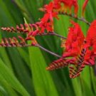 112 Seeds Crocosmia Lucifer Bright Red Flowers, easy to grow #IEB39
