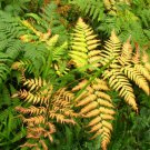 1001 Spores Seeds  Autumn Fern Dryopteris Erythrosora  #IEB39