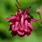 50 Seeds Columbine Burgundy Grannies Bonnet  #IEB39