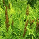 1020 Spores Seeds Royal Fern   #IEB39
