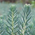 200 Seeds Sedum Rupestre Silver Spruce  #IEB39