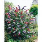 350 flower seeds Butterfly Bush Mixed Colors,  easy to grow   #IEB39