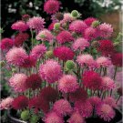 118 flower seeds Knautia, Pincushion Flowers  Mixed colors, easy to grow    #IEB39
