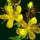 Yellow St Johns Wart  1000 Flowers  Seeds      #IEB39