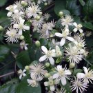 100 seeds Travelers Joy Clematis, Clematis Vitalba, Fast Growing    #IEB39
