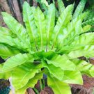 1020 Spores Seeds Harts Tongue Fern      #IEB39