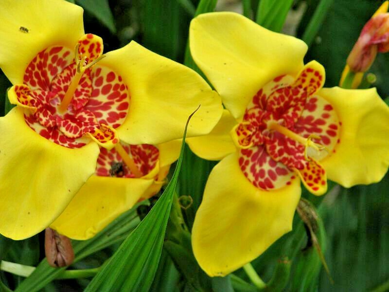 51 flower seeds Mexican Shell  Mix color #IEB39
