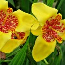 51 flower seeds Mexican Shell  Mix color #IEB39