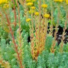 200 flower Seeds yellow Sedum Rupestre Blue Spruce, fast growing #IEB39