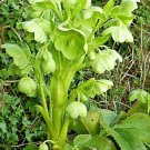 big white flowers corsican hellebore 51 seeds   #IEB39