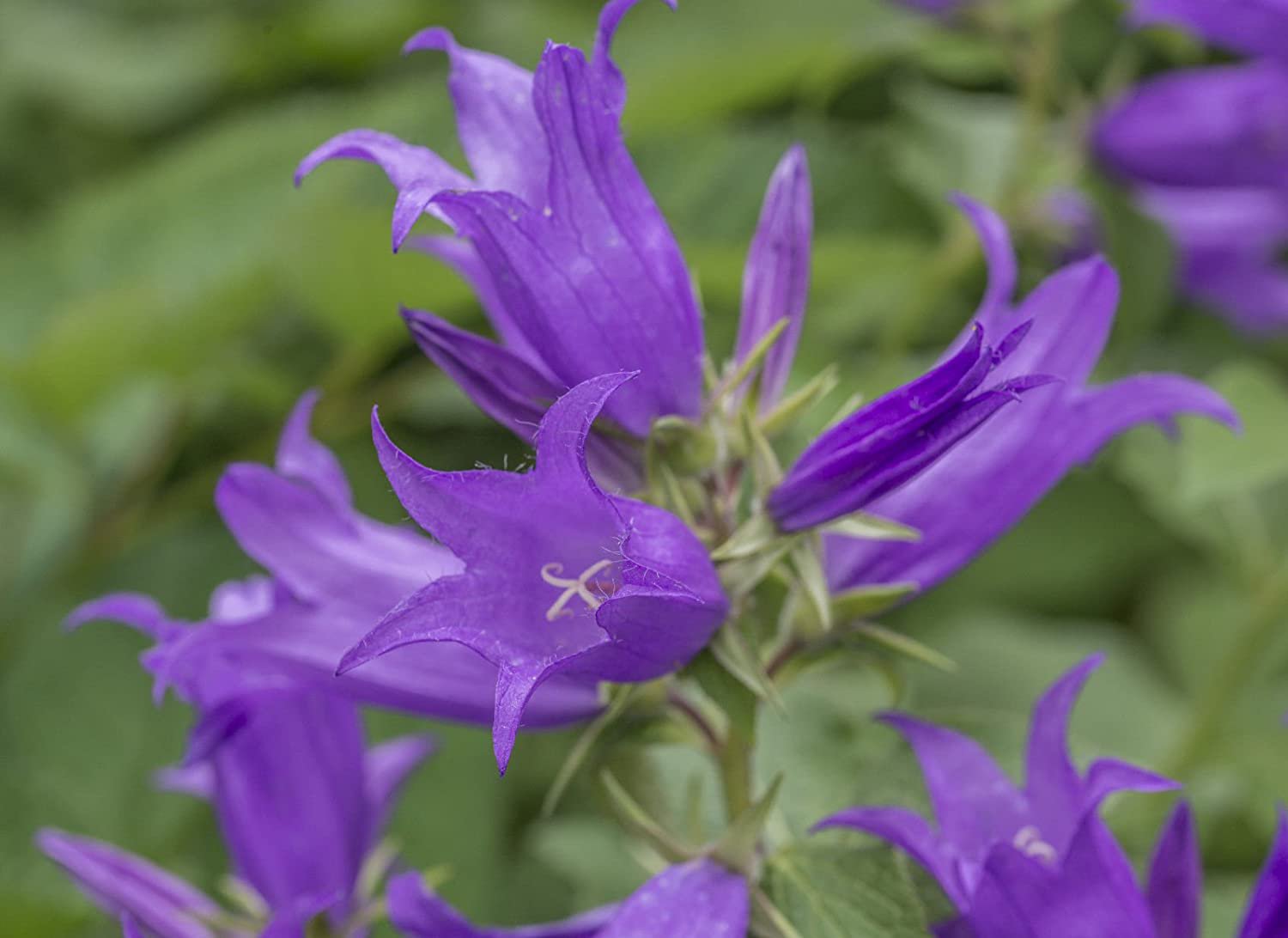 Lavender-Blue  Great Bellflower   Campanula Latifolia 200 seeds #IEB39