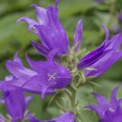 Lavender-Blue  Great Bellflower   Campanula Latifolia 200 seeds #IEB39