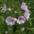 100 flowers seeds Pink Musk Mallow, fast growing    #IEB39