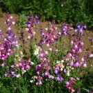 170 seeds Perennial linaria Toadflax Mix color #IEB39