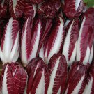 100 Vegetable Seeds Radicchio Di Treviso Italian   #LMES2