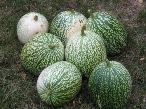 50 Vegetable Seeds  Zucchini Summer Squash Green Cucurbita Pepo     #LMES2