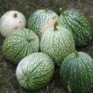 50 Vegetable Seeds  Zucchini Summer Squash Green Cucurbita Pepo     #LMES2