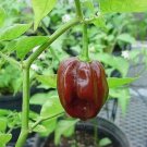50 Vegetable Seeds Hot Brown Habanero Pepper Capsicum     #LMES2